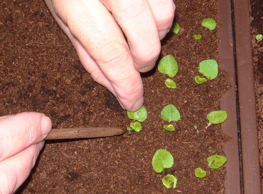 about 980 transplants,