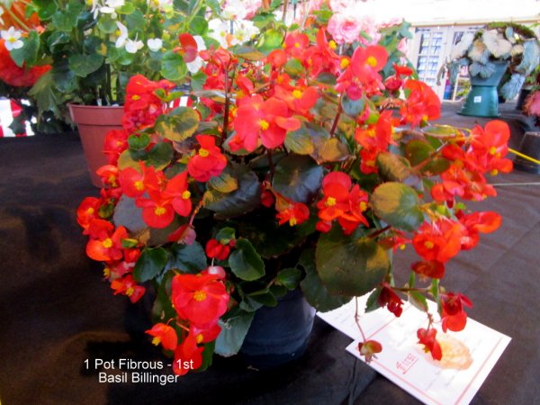 National Begonia Society website map